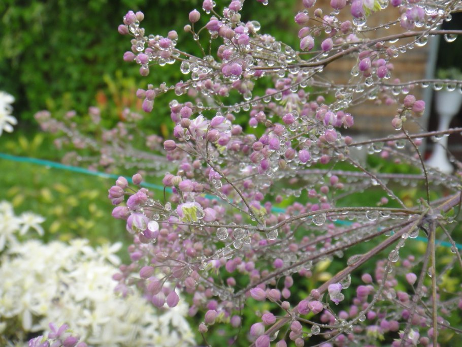 Василистник Thalictrum rochebrunianum