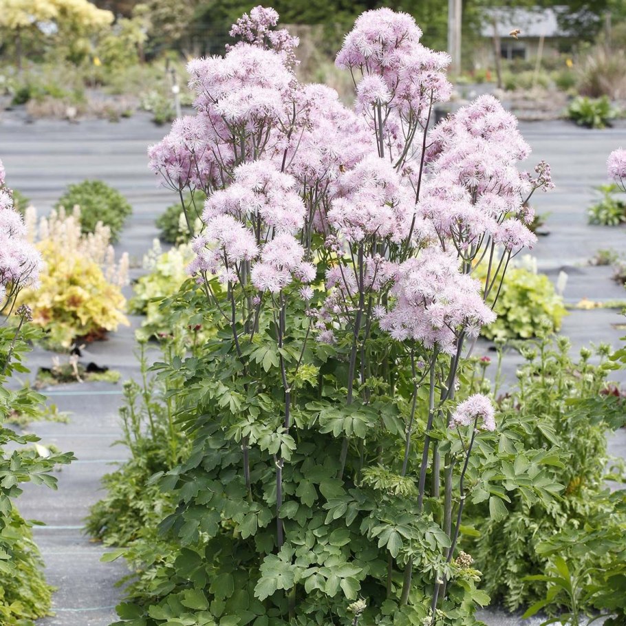 Василистник Nimbus Pink