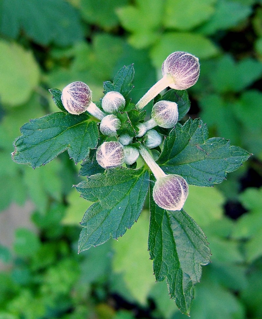 Лептоспермум ланигерум