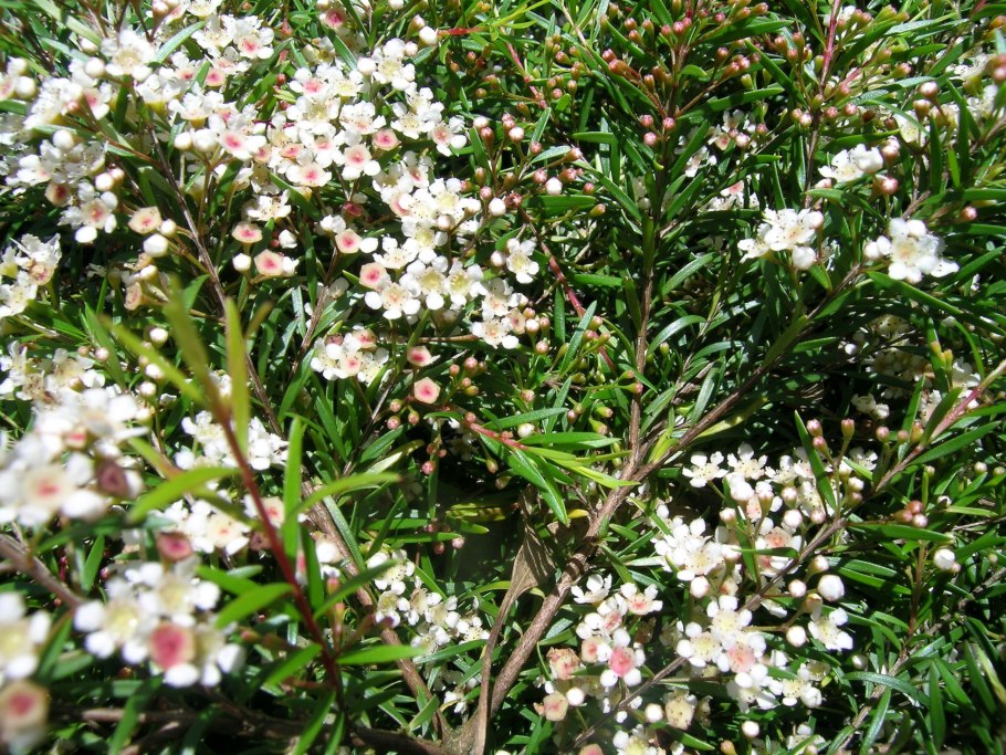 Leptospermum scoparium (лептоспермум)