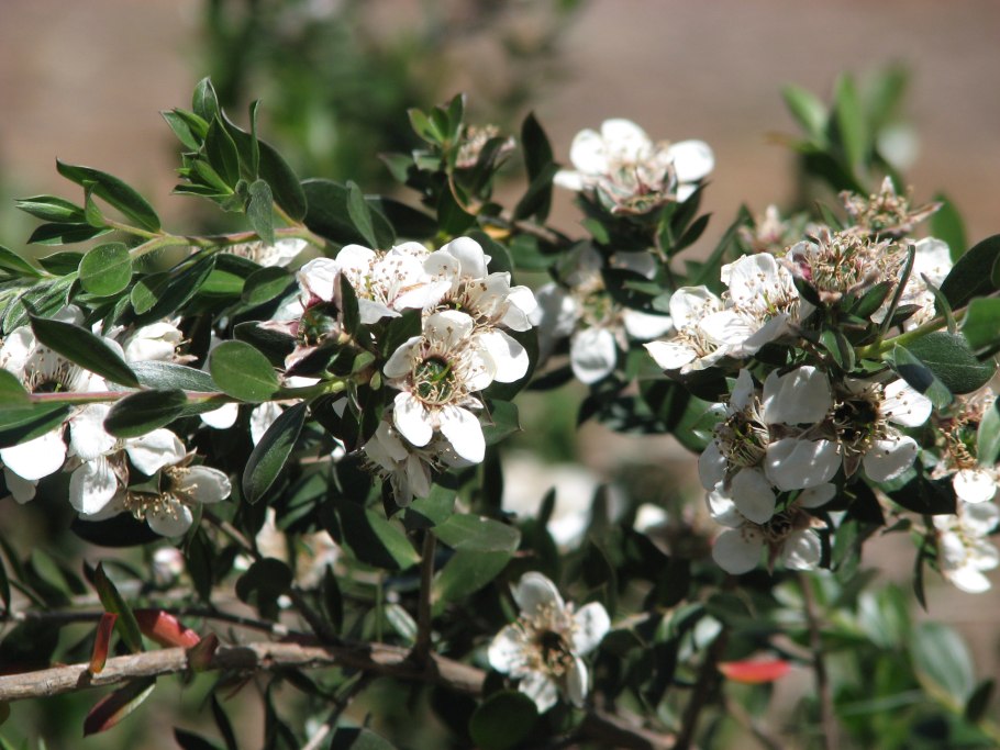 Leptospermum lanigerum