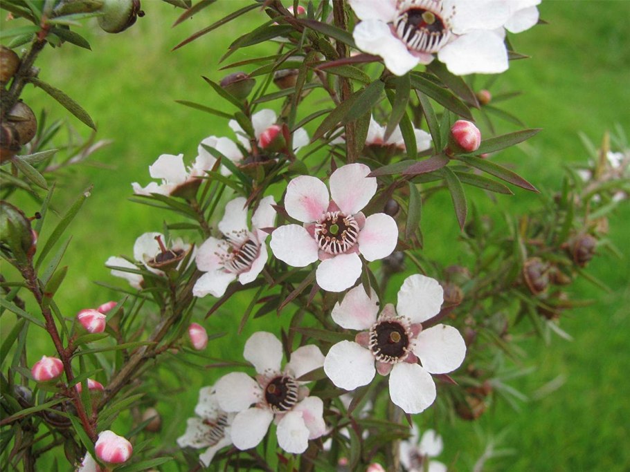 Лептоспермум Руби Глоу