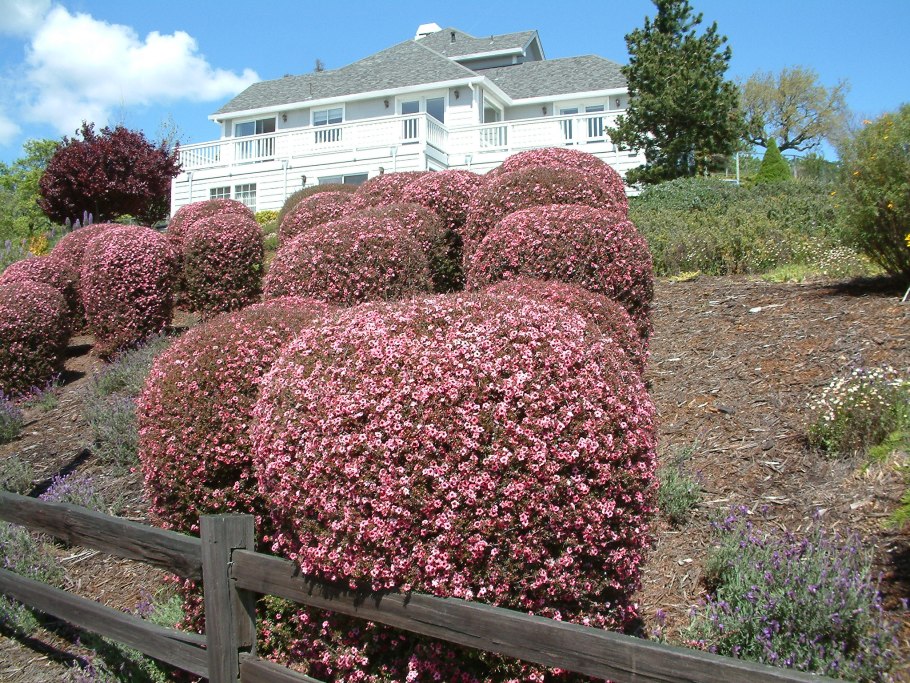 Кустарник эрика дарленская