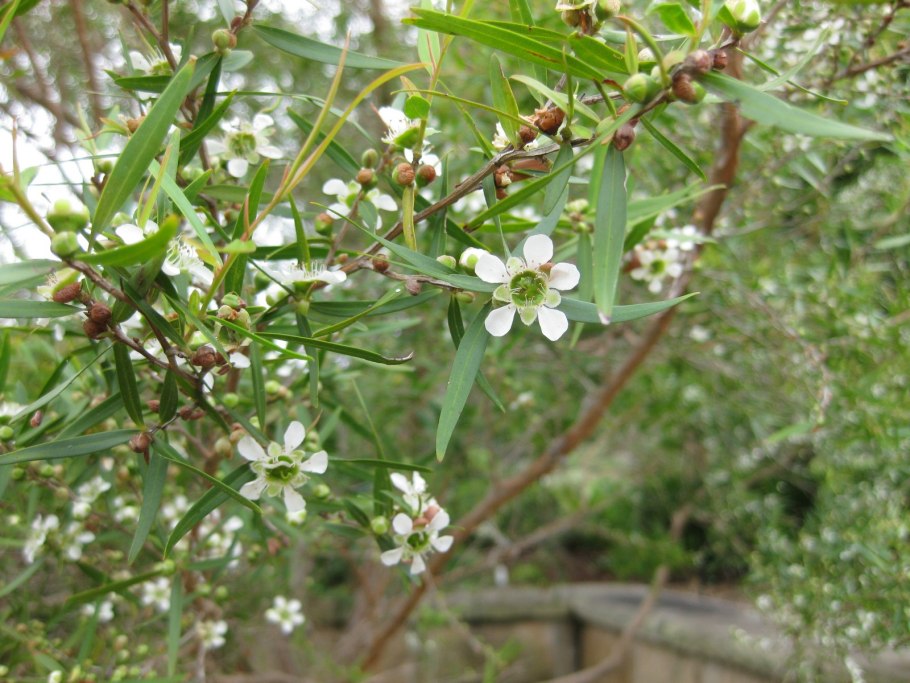 Leptospermum lanigerum