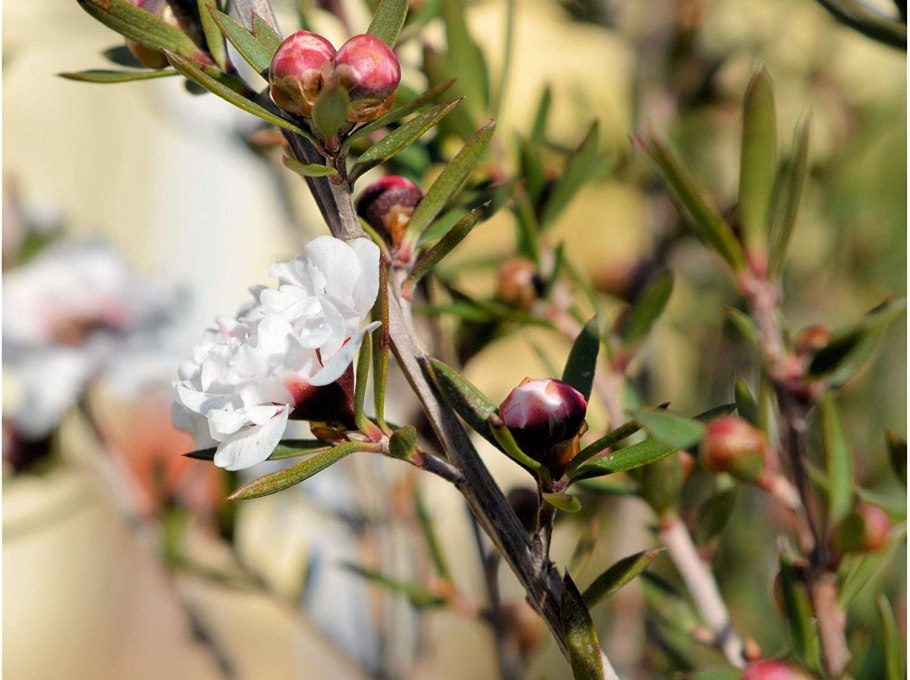Leptospermum scoparium (лептоспермум)