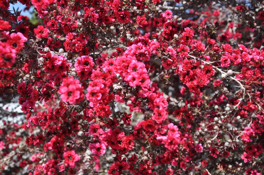 Leptospermum scoparium