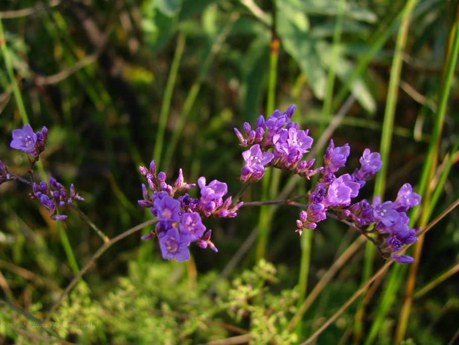 Limonium narbonense