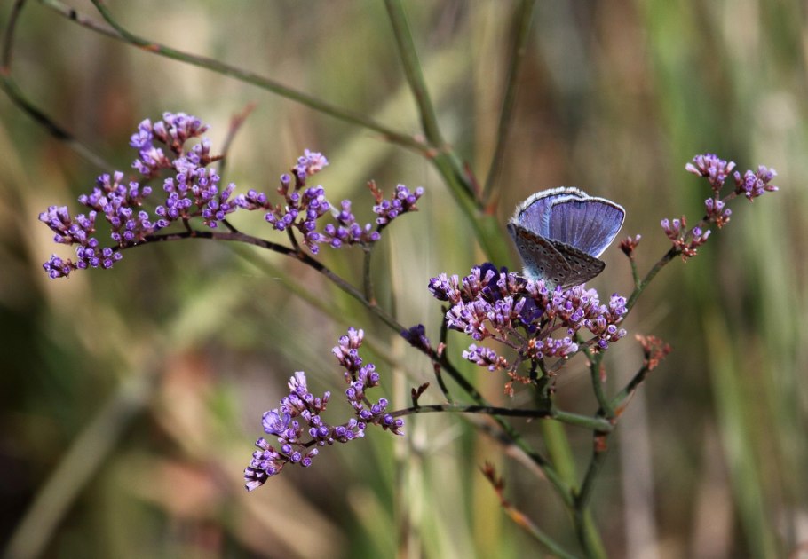 Кермек Гмелина (Limonium gmelinii