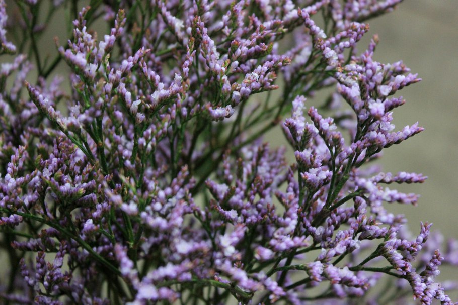 Кермек Гмелина (Limonium gmelinii