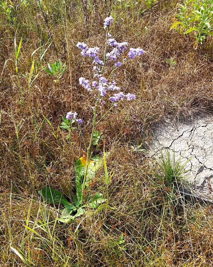 Limonium narbonense