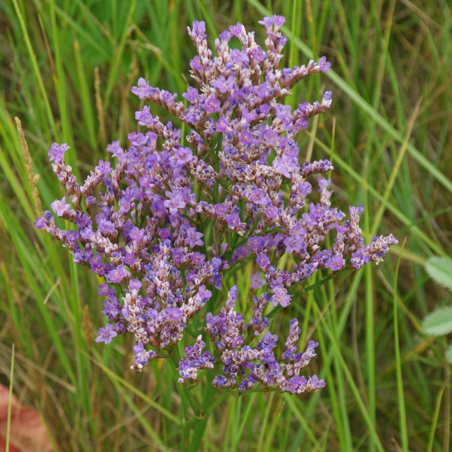 Кермек (Limonium)