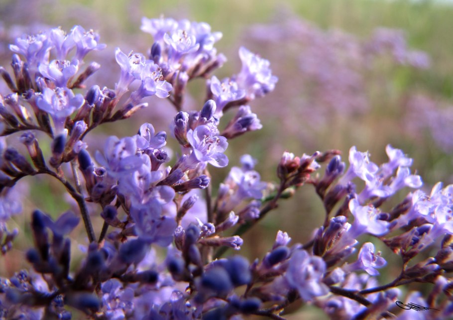 Кермек Гмелина (Limonium gmelinii