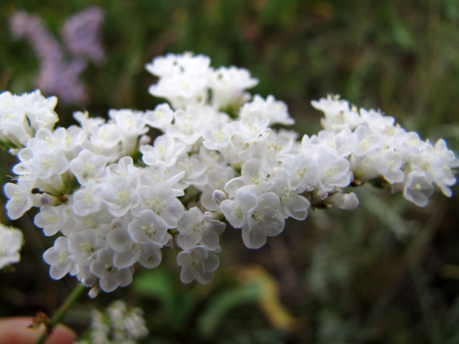 Кермек Гмелина (Limonium gmelinii
