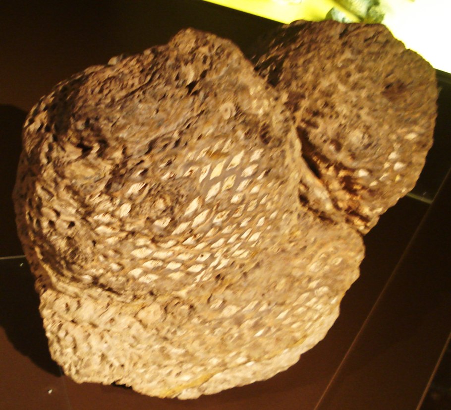 Триасовый период мезозойской эры Флора