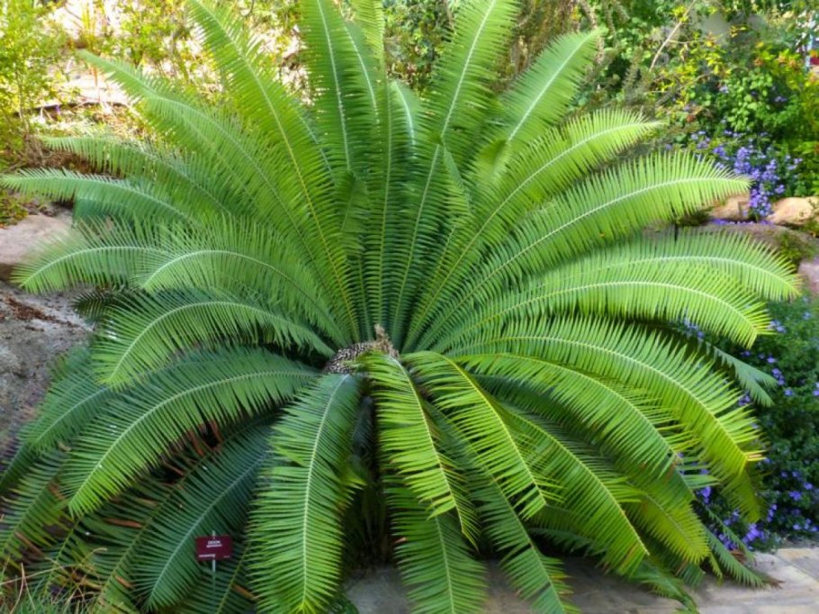 Yucca растение Венесуэла