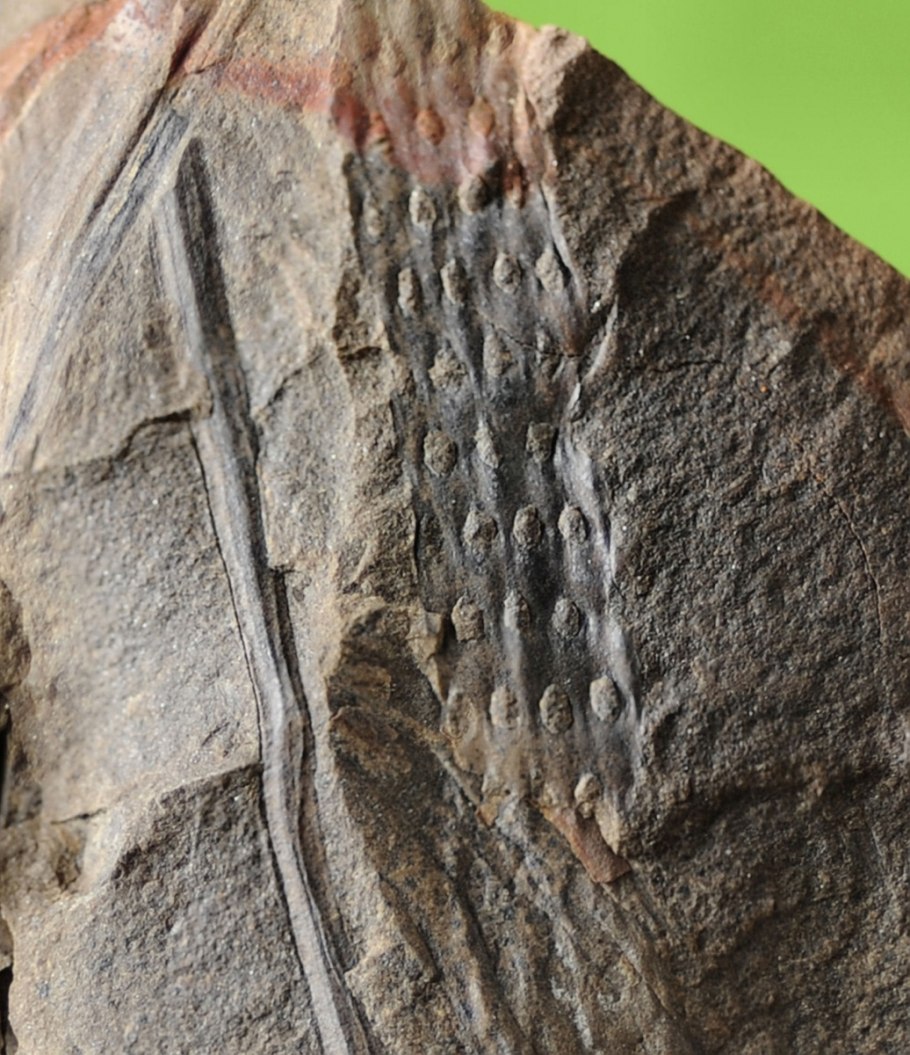 Саговник саговая Пальма