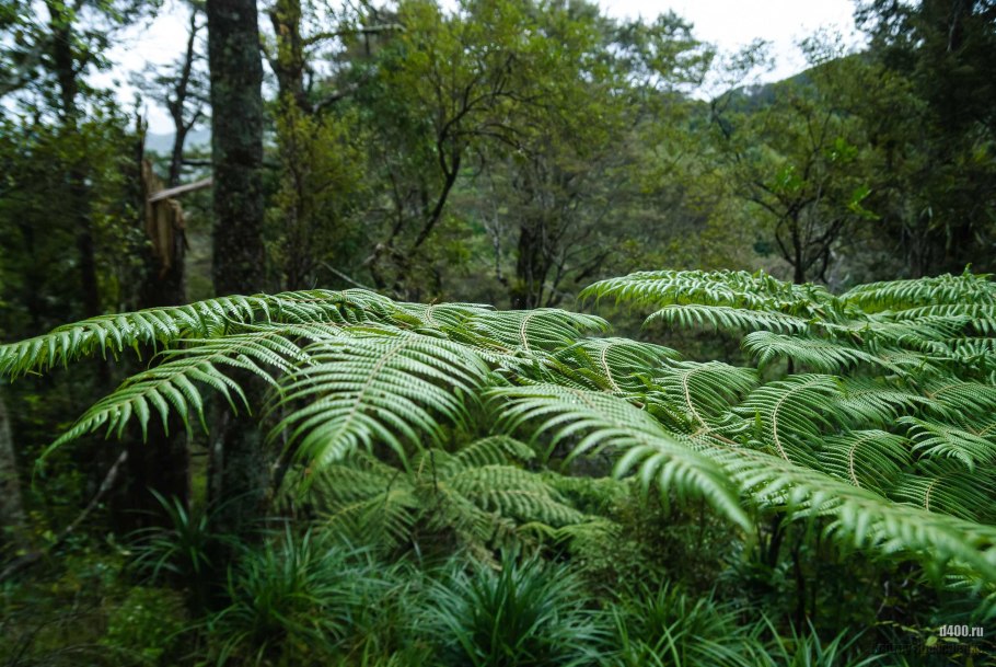 Сосна Воллемия в Австралии