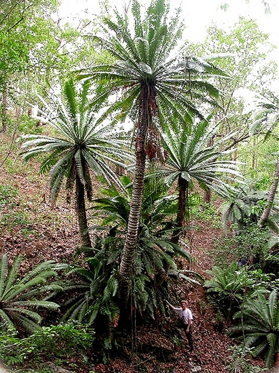 Саговники Юрского периода
