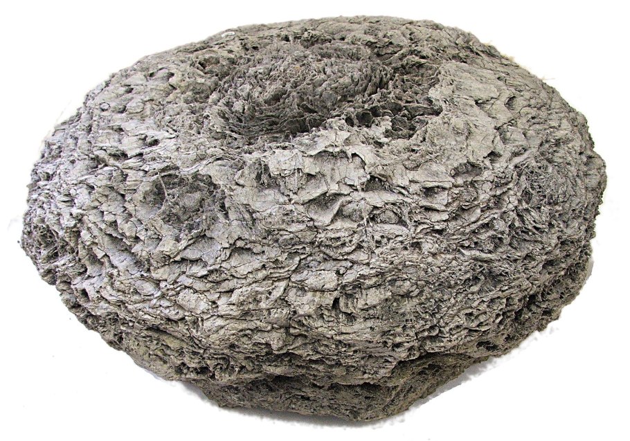 Саговниковые поникающий