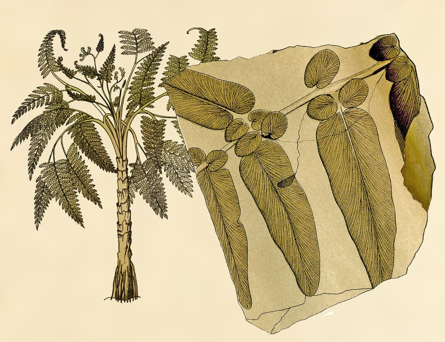 Sinf. Bennettitsimonlar - Bennettitopsida