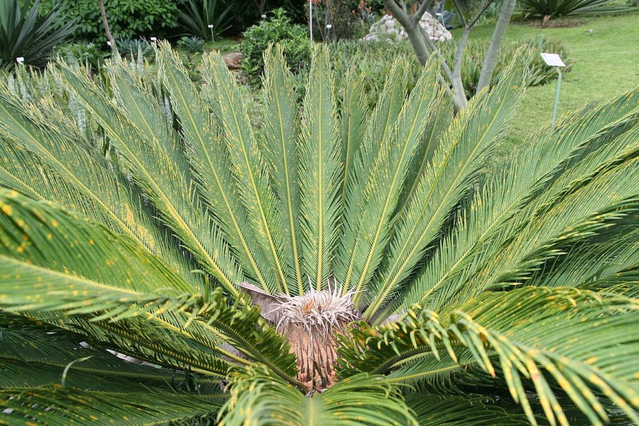 Древние саговники