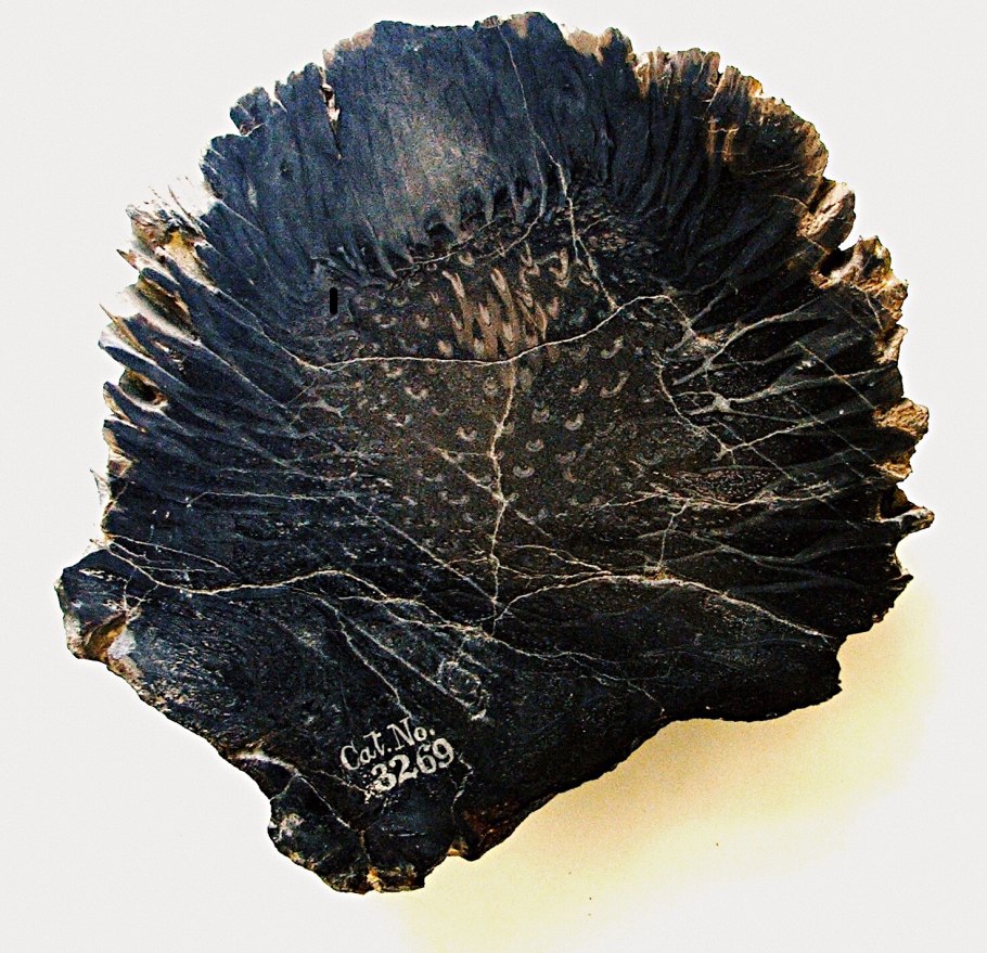 Williamsonia sewardiana