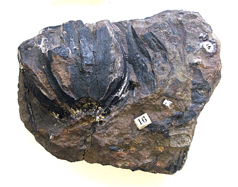 Диптериевые папоротники Триас