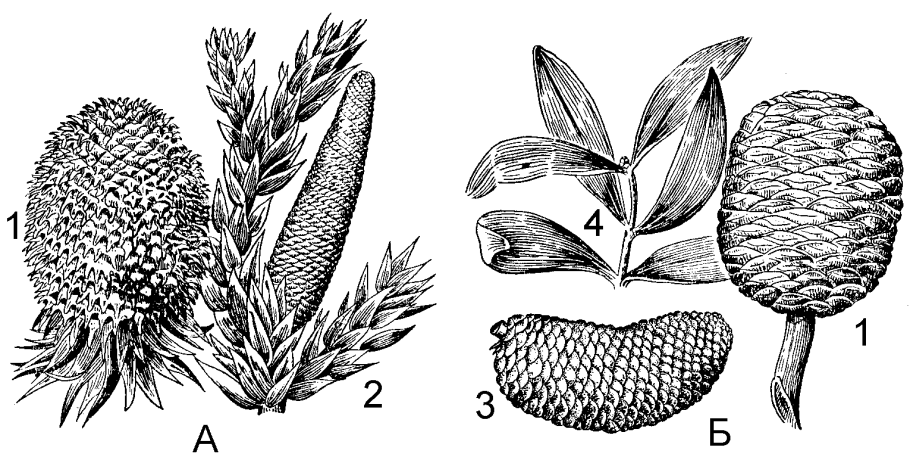 Саговники мезозой