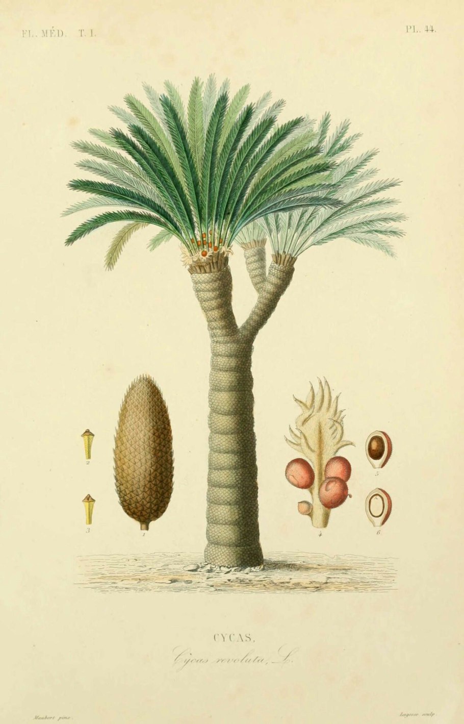 Палеозойские семенные папоротники