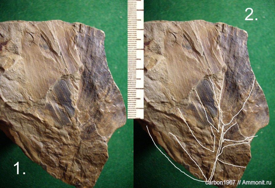 Каламиты окаменелости