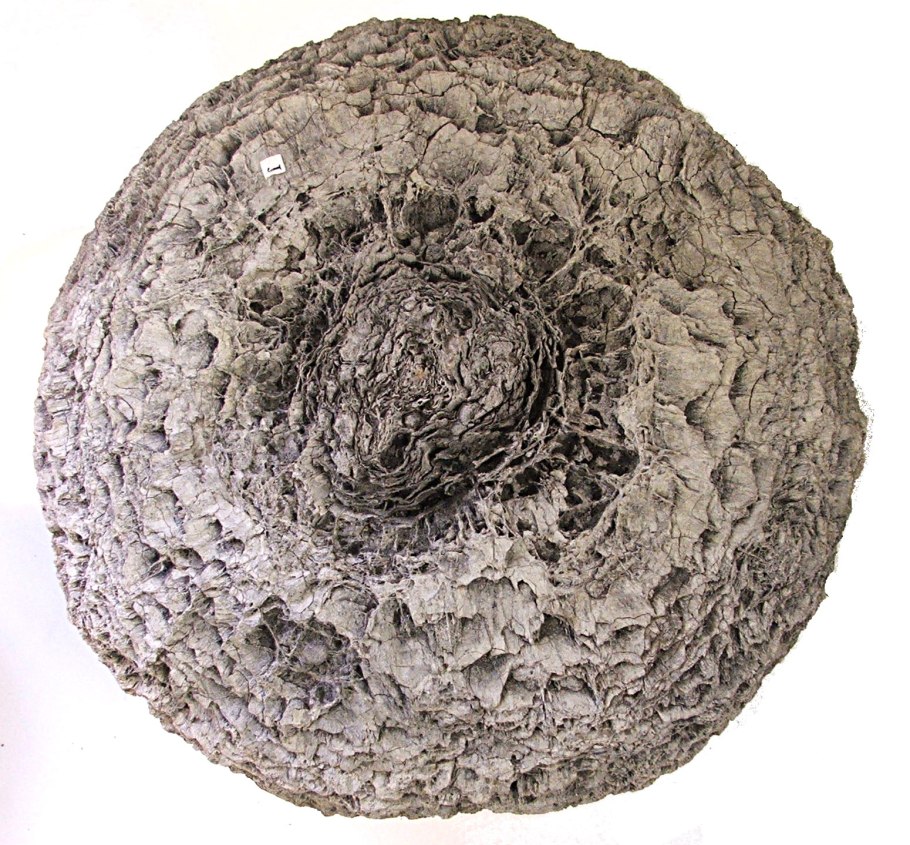 Саговники мезозой