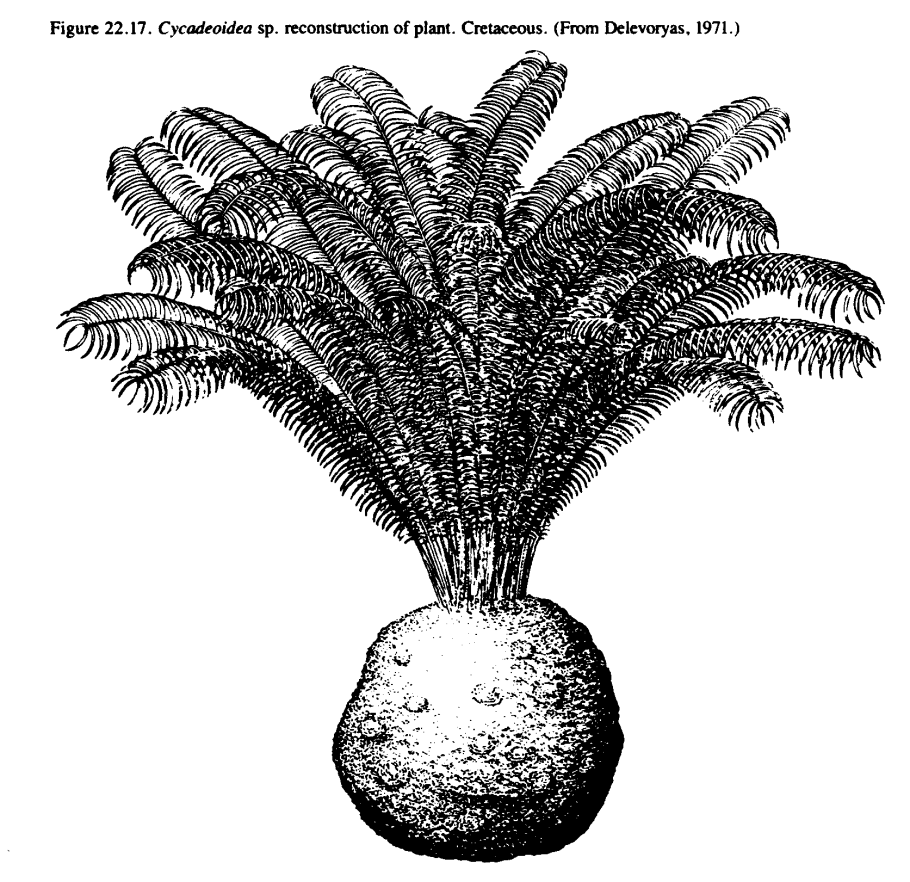 Цикадеоидея ископаемые