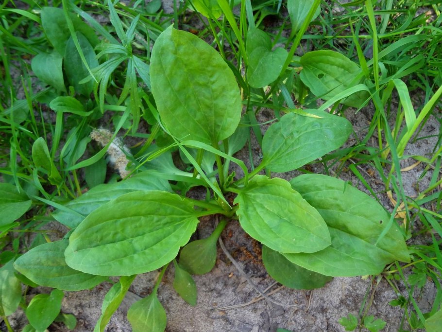 Подорожник средний Plantago Media