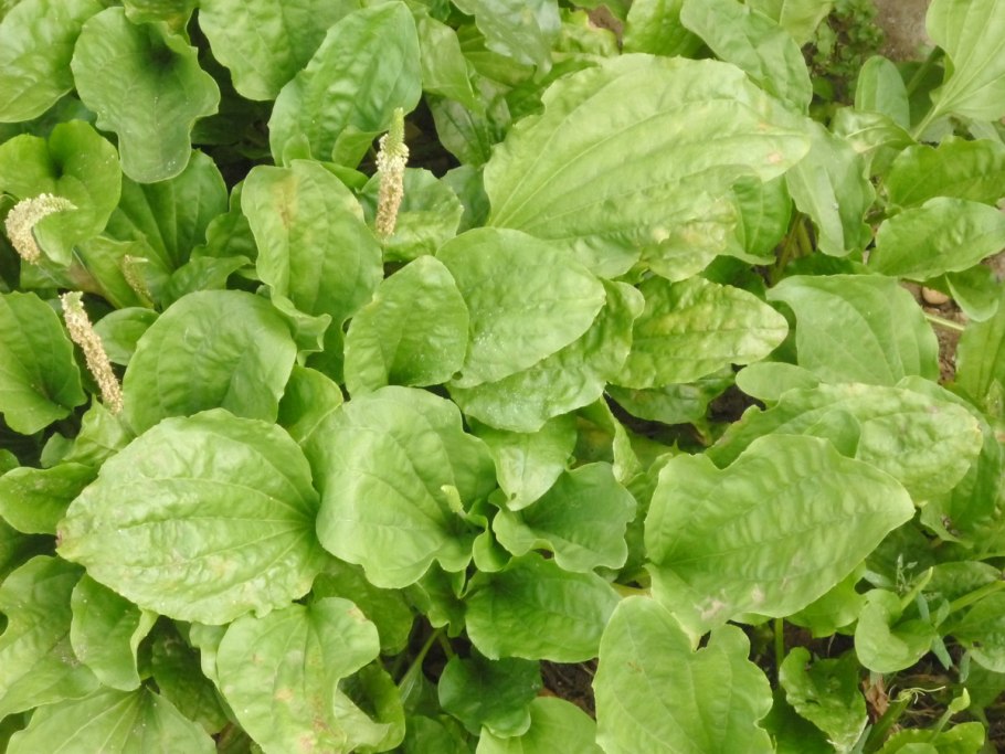 Сок подорожника Succus plantaginis