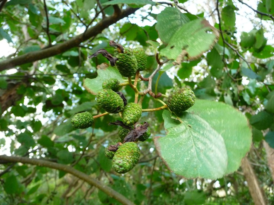 Ольха черная (Alnus glutinosa)