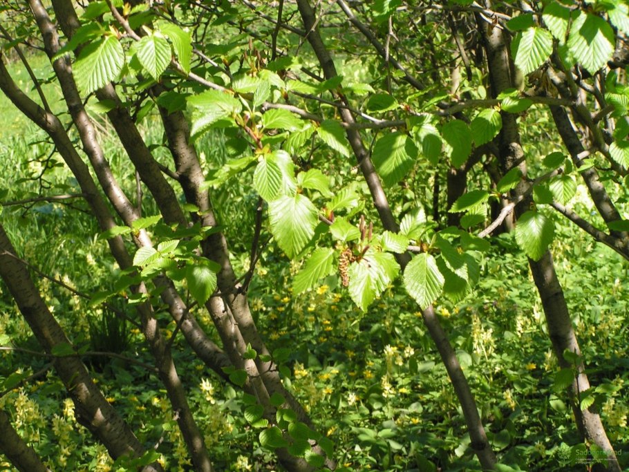 Вяз гладкий ulmus laevis