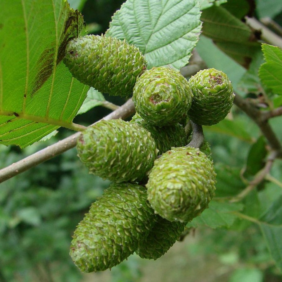 Alnus glutinosa (ольха европейская)