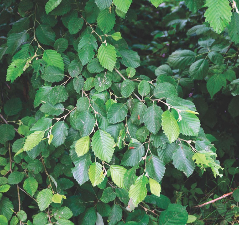 Ольха черная (Alnus glutinosa)