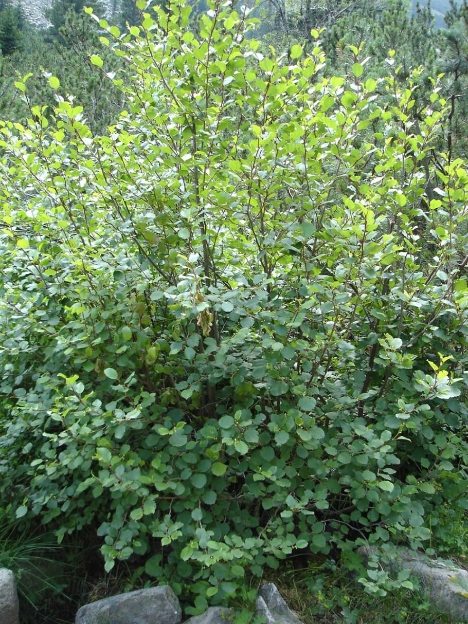 Ольха кустарник