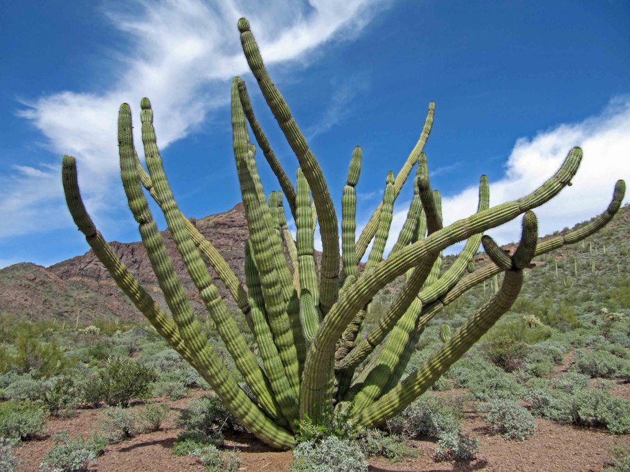 Organ Pipe Cactus