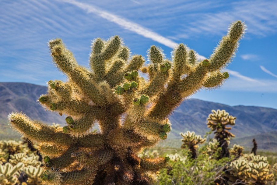 Кактус опунция Биджелоу