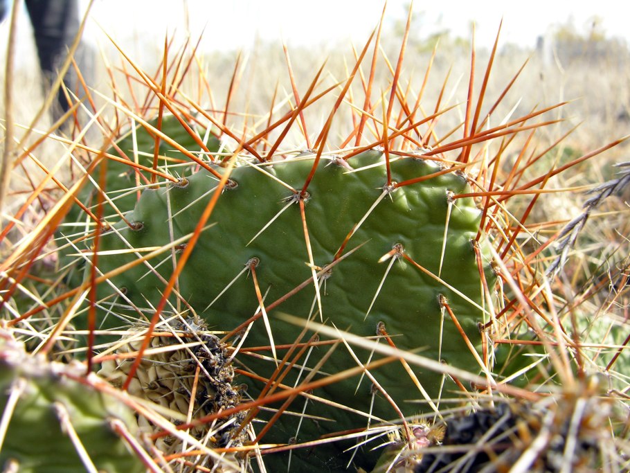 Маухиенивые кактусы