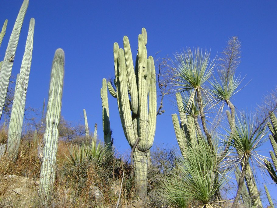 • Подсемейство Кактусовые (Cactoideae)