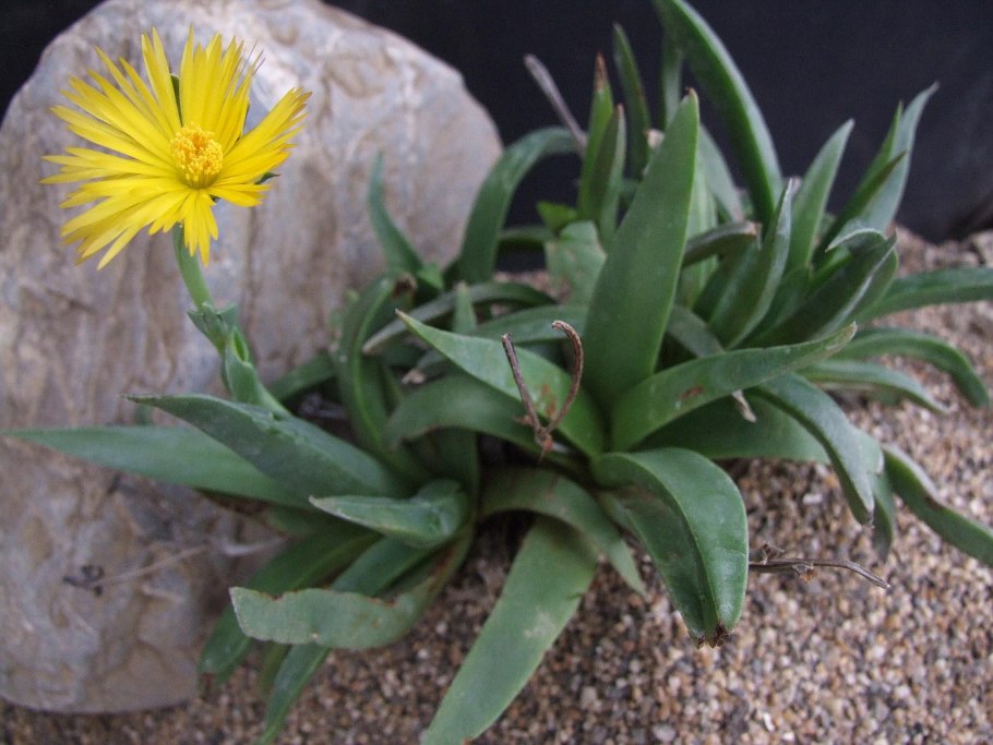 Перескиевые кактусы