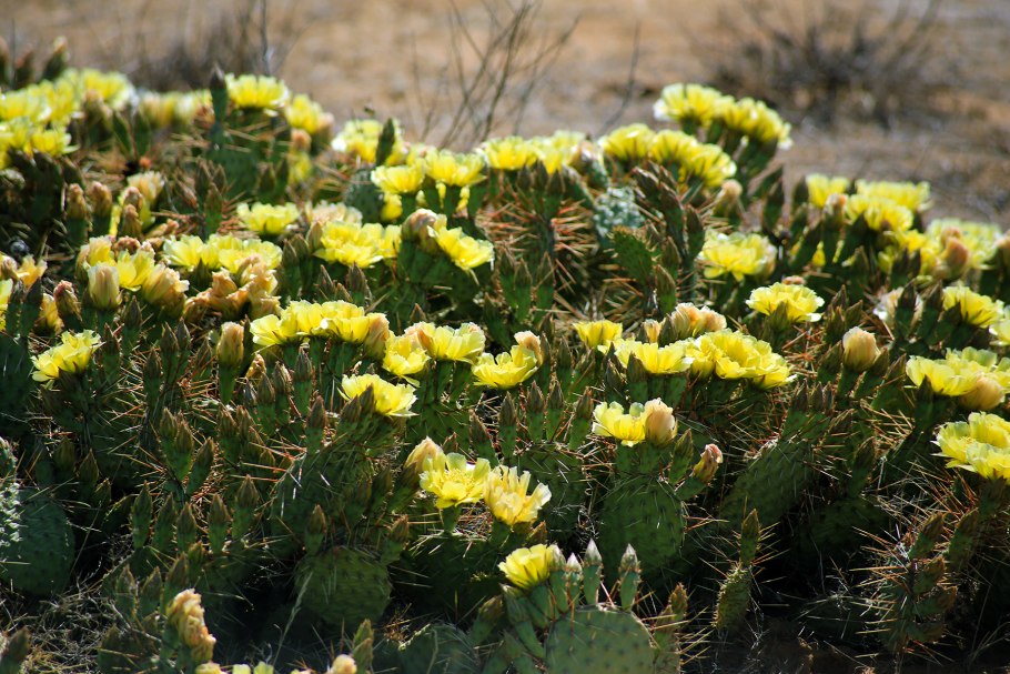 Опунция Астрахань