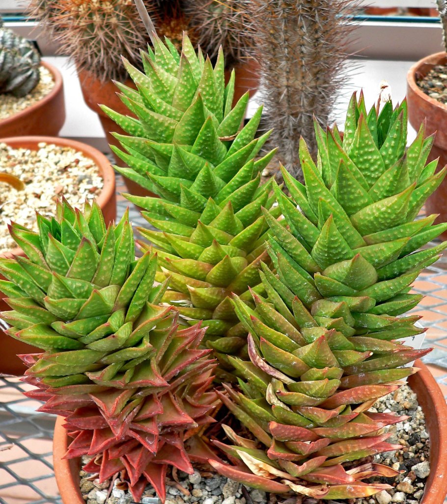 Ферокактус ощетиненный (Ferocactus horridus)