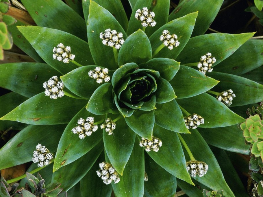 Капур качари растение