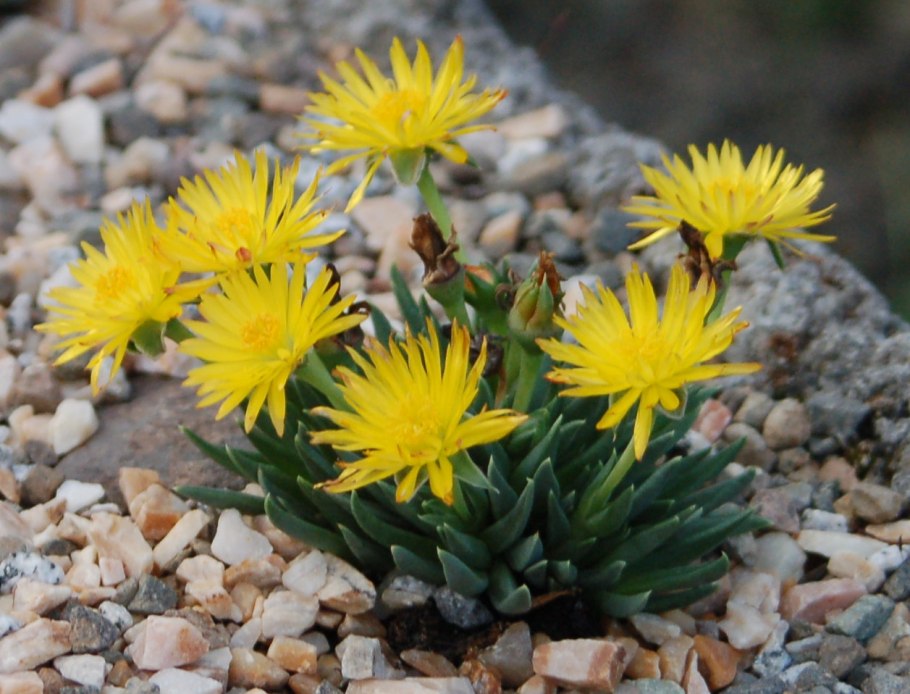 Ферокактус в природе