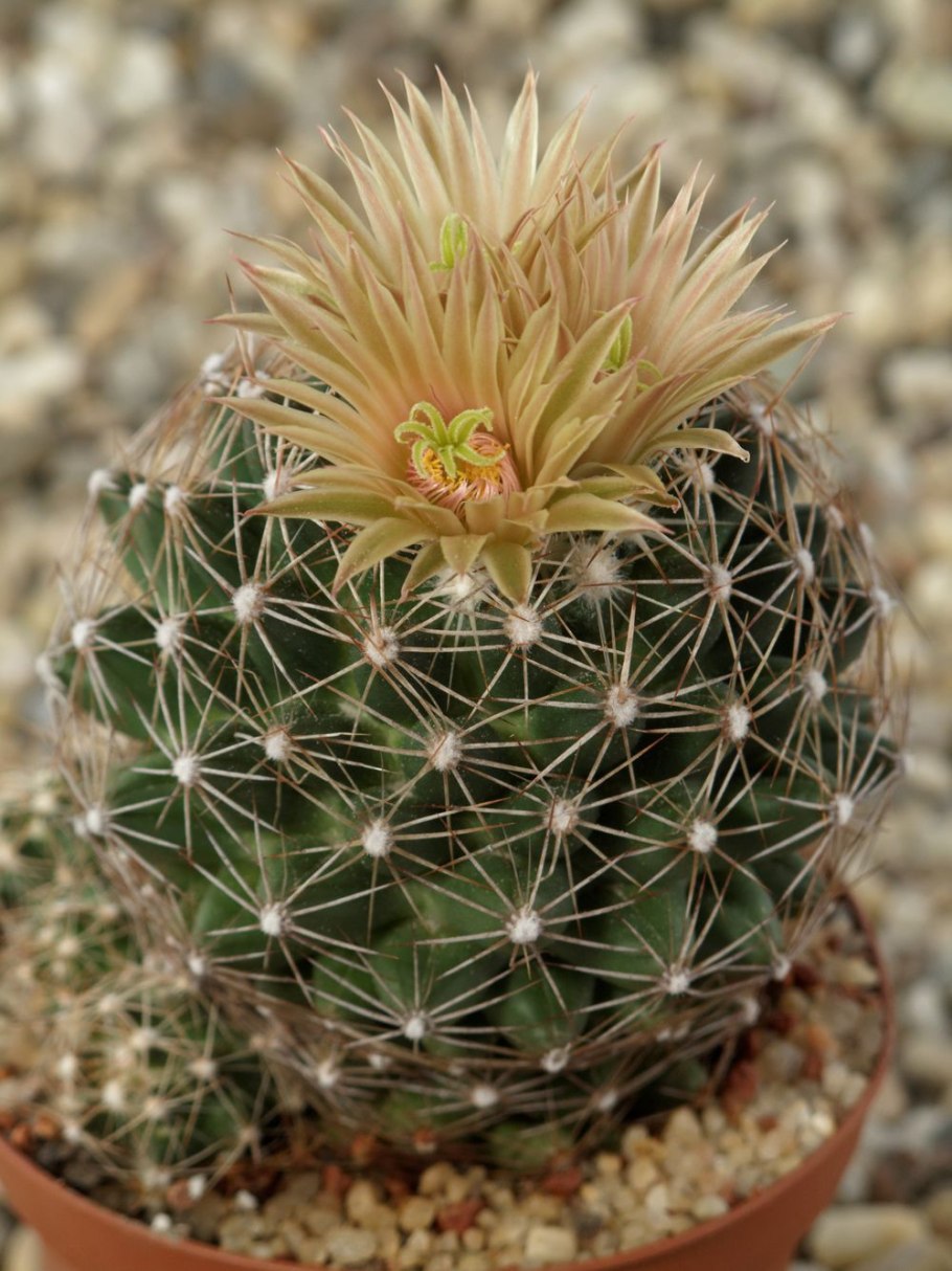 Gymnocactus horripilus