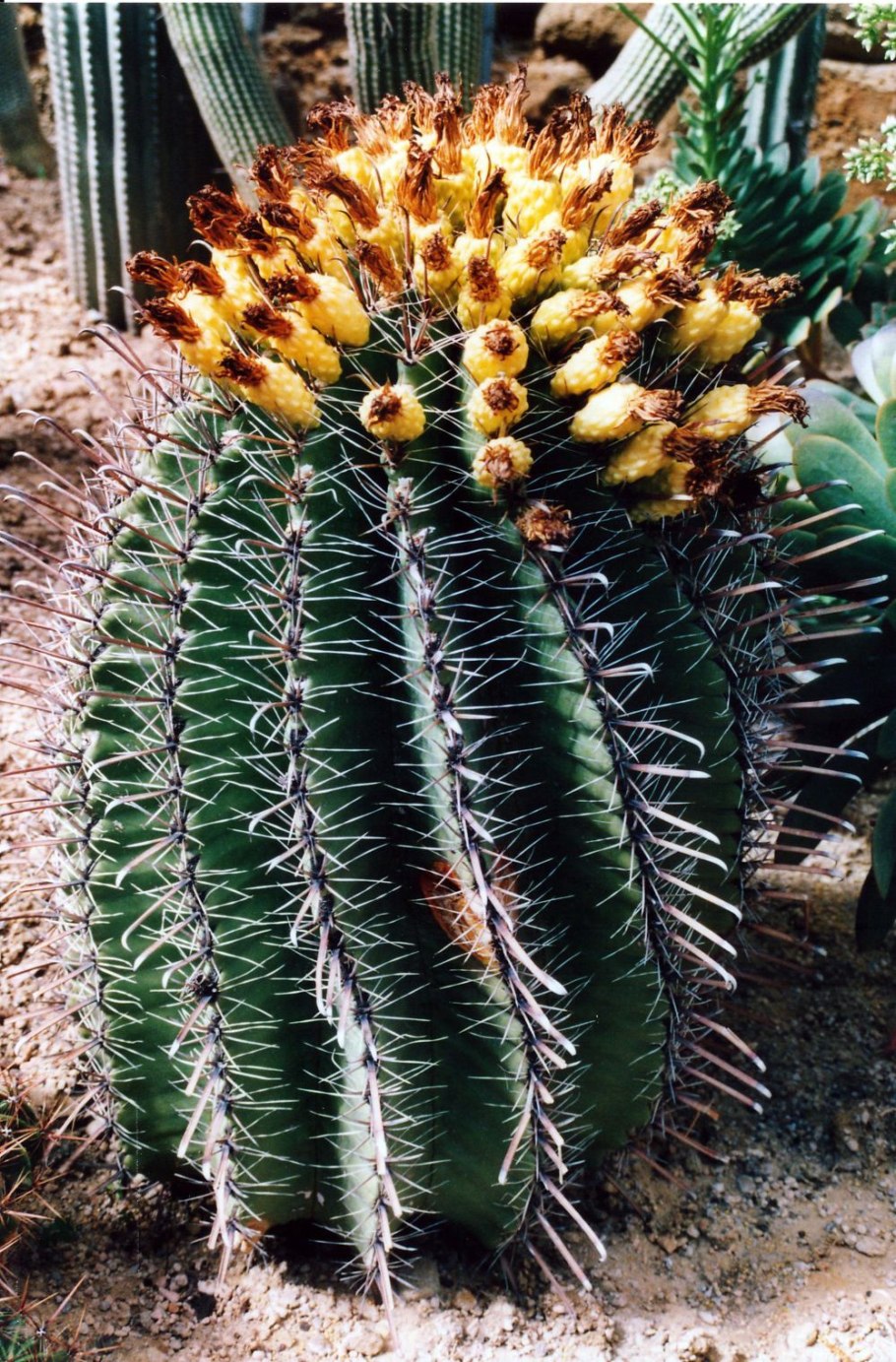 Кактус цереус ямакару